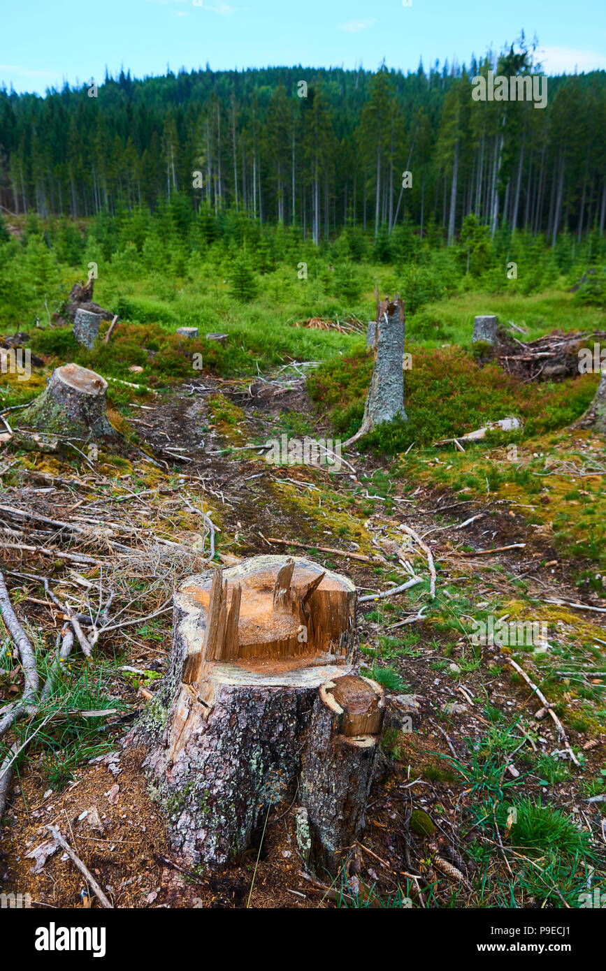 Morti e abbattuti gli alberi attaccati da un bostrico in un bosco vicino al lago Plesne nella Selva Boema National Park (foresta Boema) Foto Stock