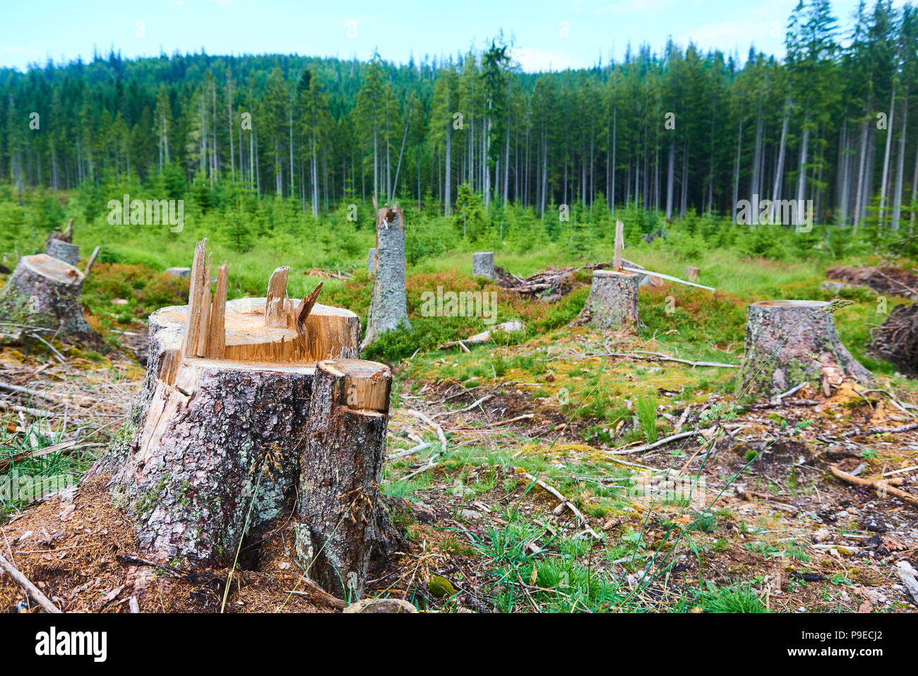 Morti e abbattuti gli alberi attaccati da un bostrico in un bosco vicino al lago Plesne nella Selva Boema National Park (foresta Boema) Foto Stock