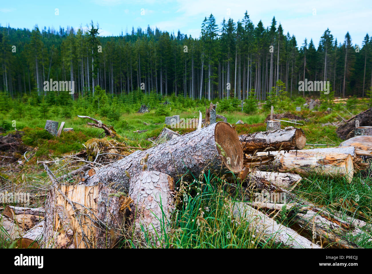 Morti e abbattuti gli alberi attaccati da un bostrico in un bosco vicino al lago Plesne nella Selva Boema National Park (foresta Boema) Foto Stock