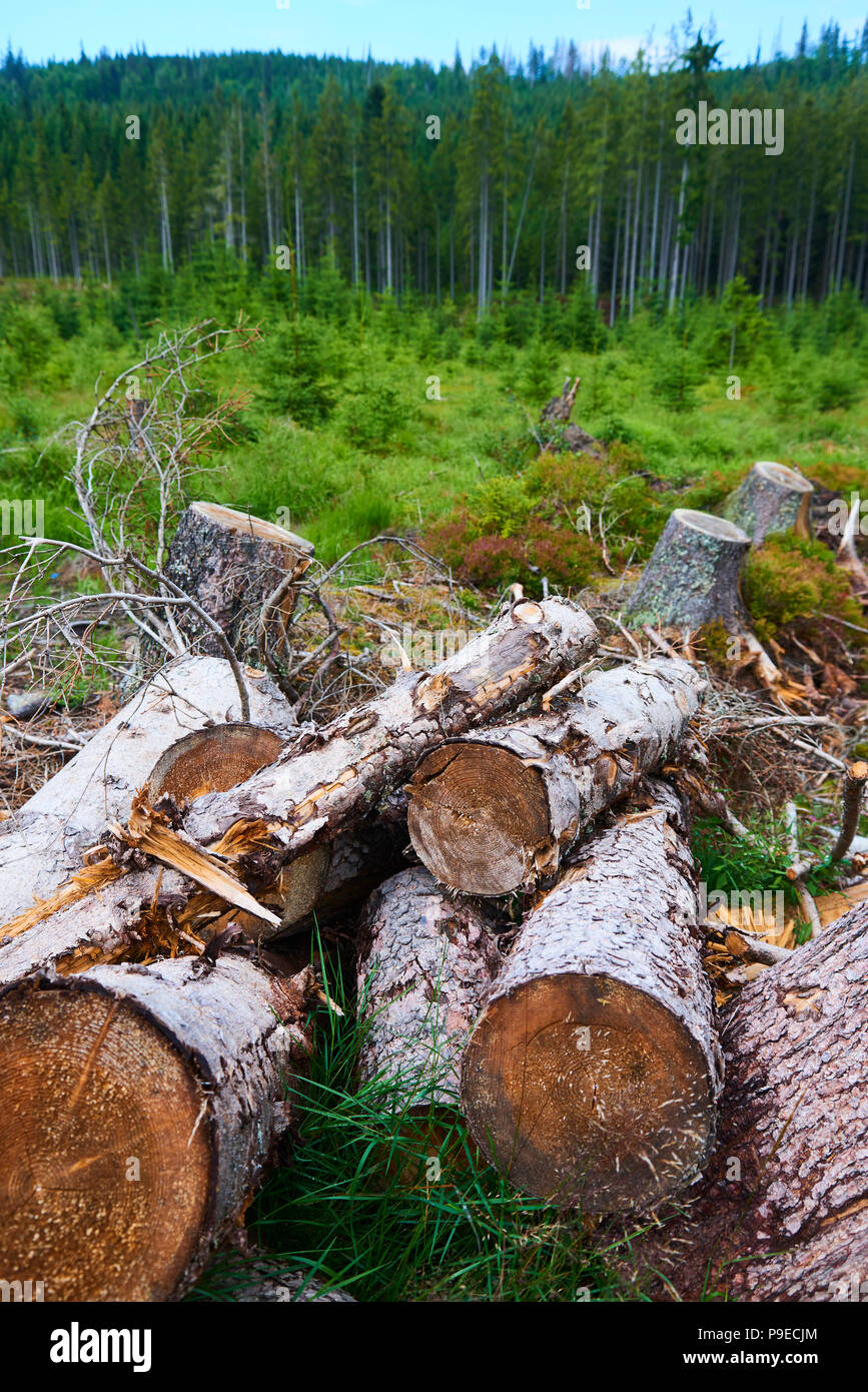 Morti e abbattuti gli alberi attaccati da un bostrico in un bosco vicino al lago Plesne nella Selva Boema National Park (foresta Boema) Foto Stock