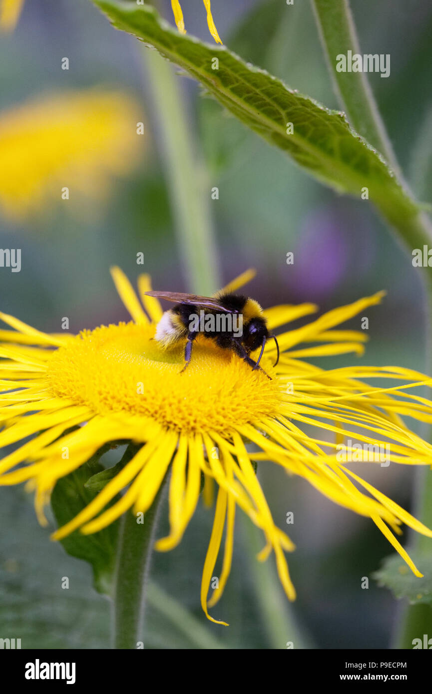 Bombus lucorum. White Tailed Bumblebee su Bupthalmum speciosum. Foto Stock