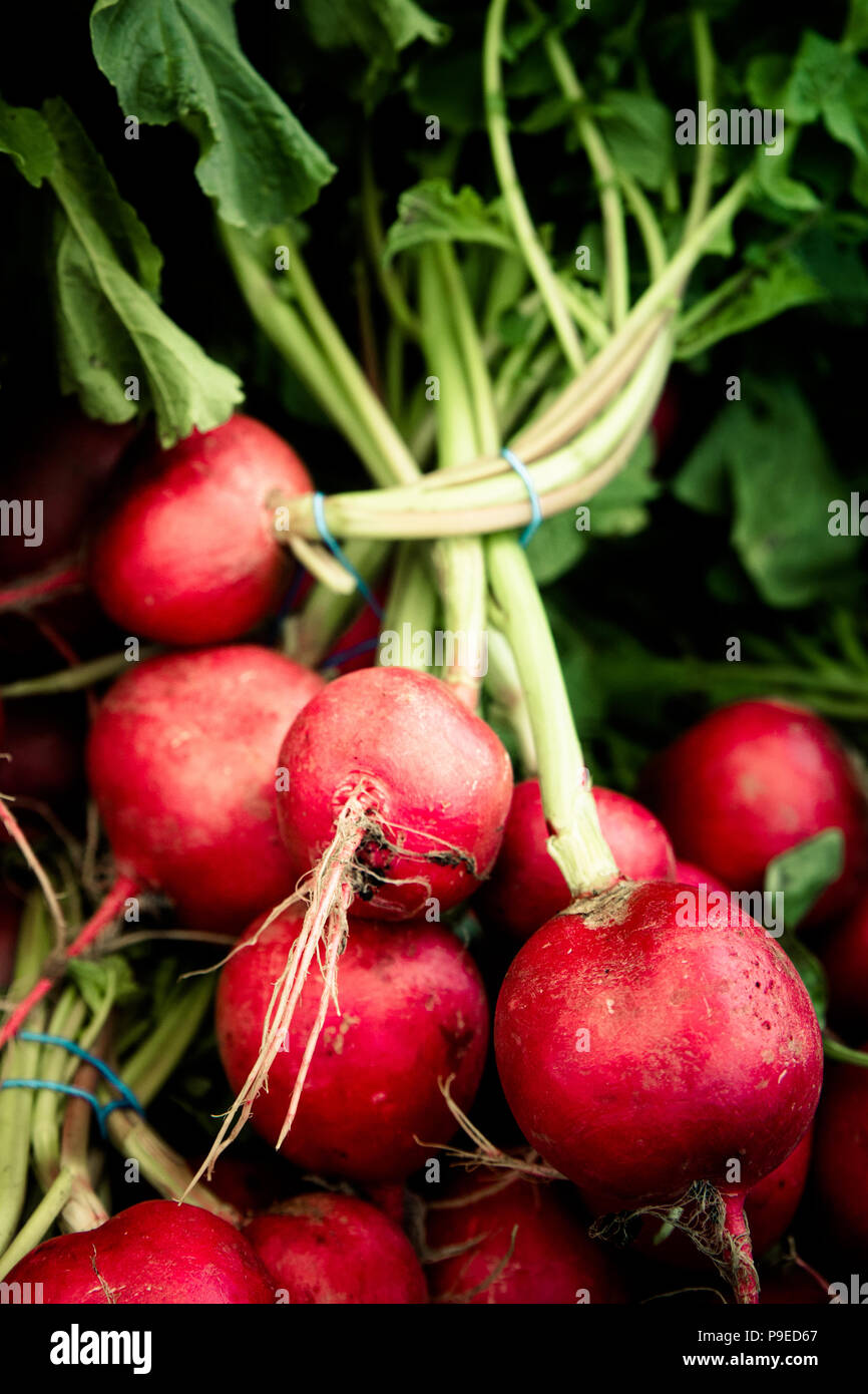 Ravanelli in esposizione al mercato degli agricoltori Foto Stock