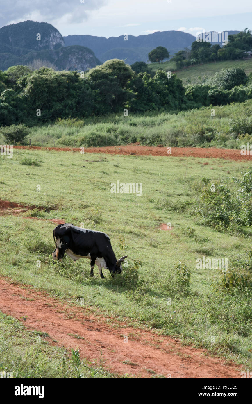 Bestiame pascolo in una fattoria a Viñales, Cuba. Foto Stock
