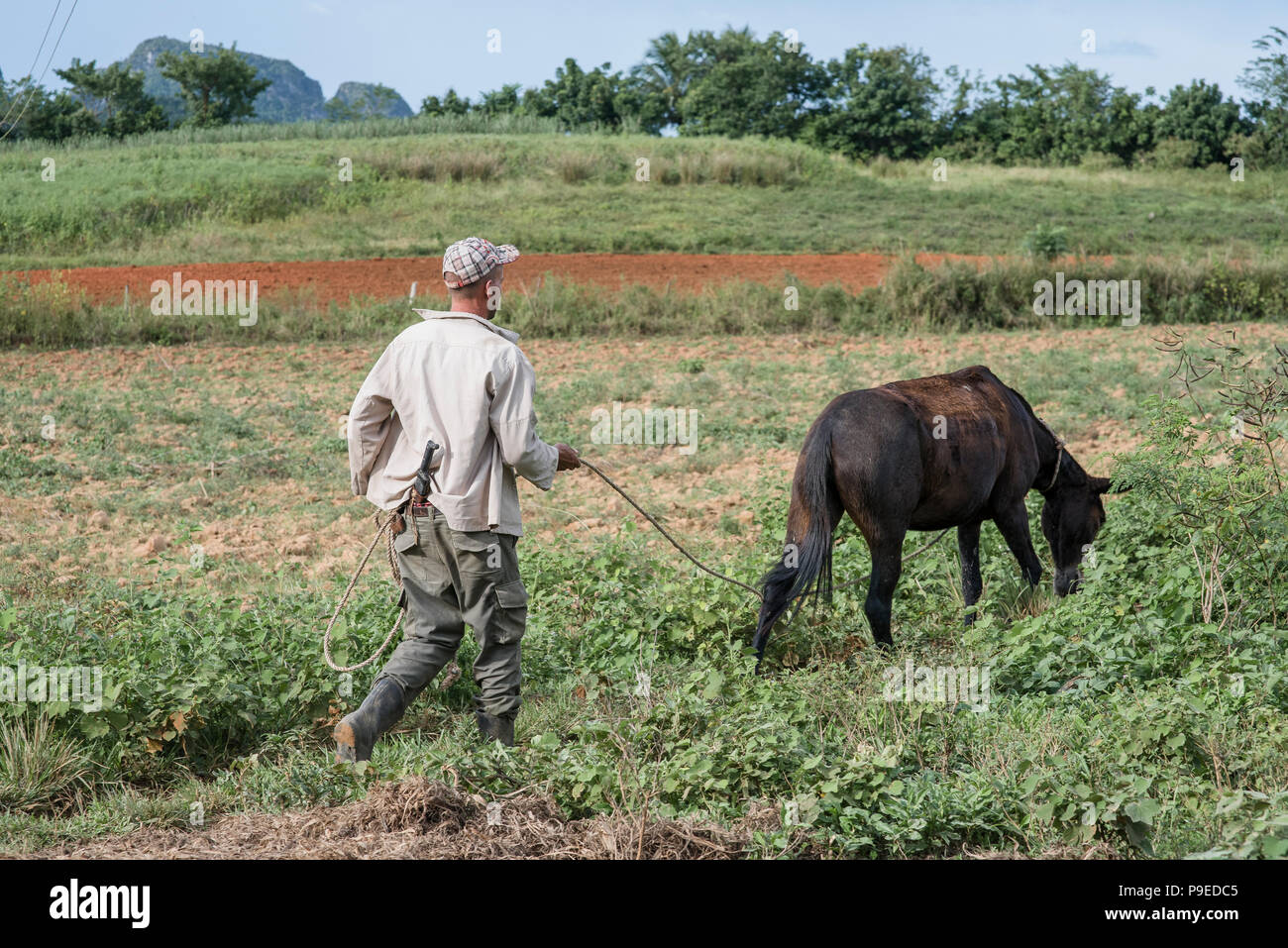 Un agricoltore segue il suo cavallo su un cubano di piantagione di tabacco. Foto Stock
