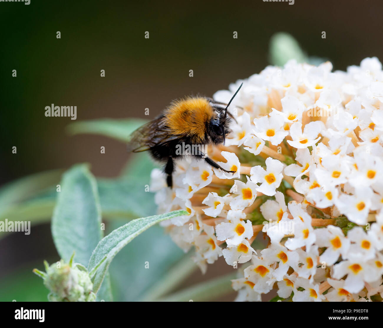 Un albero Bumblebee alla ricerca di Nectar e l'alimentazione su un bianco Buddleja Fiore in un giardino Cheshire Foto Stock