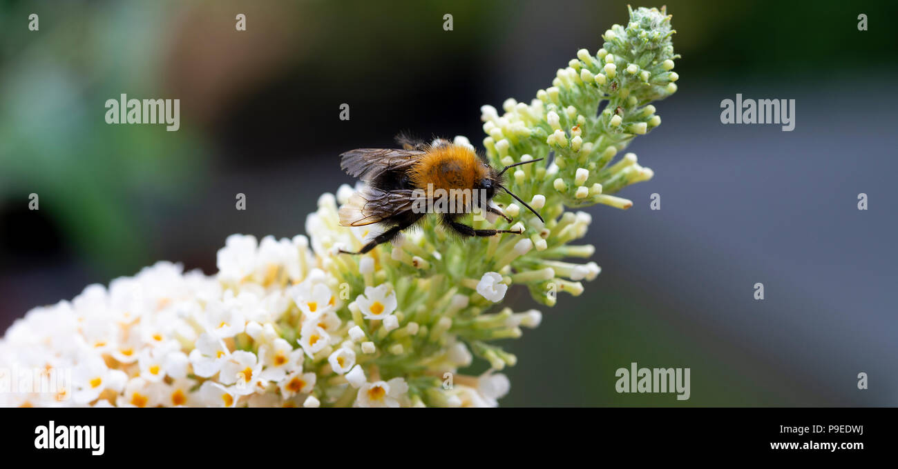 Un albero Bumblebee alla ricerca di Nectar e l'alimentazione su un bianco Buddleja Fiore in un giardino Cheshire Foto Stock