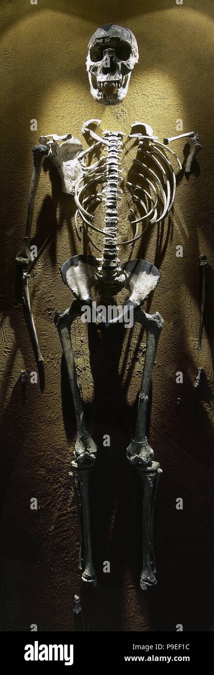 Turkana Boy. Homo erectus. Fossil KNM-WT 15000. Scheletro completo. Pleistocene. 1,5 -1,6 milioni di anni di età. Il lago Turkana in Kenya. Replica. Foto Stock