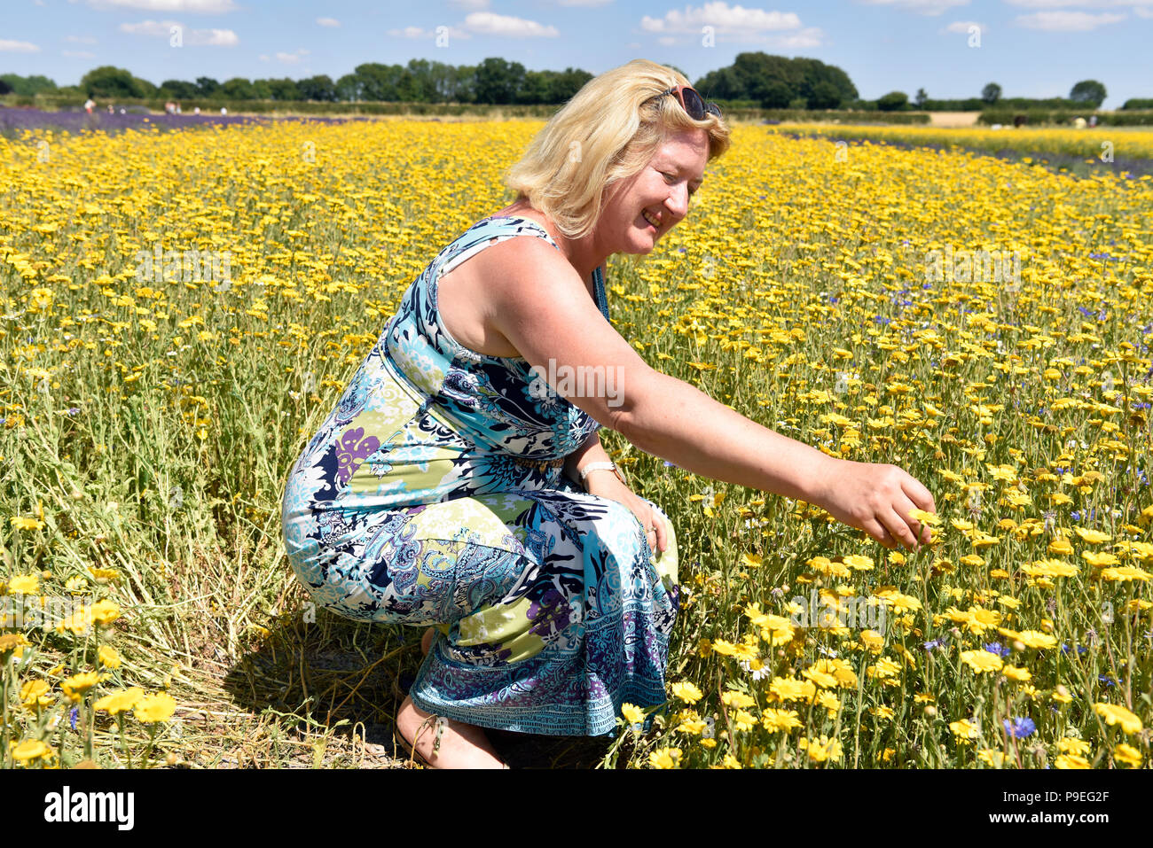 Donna inginocchiati in un campo di fiori selvatici a campi di lavanda open day, Selborne, Hampshire, Regno Unito. Domenica 15 luglio 2018. Foto Stock