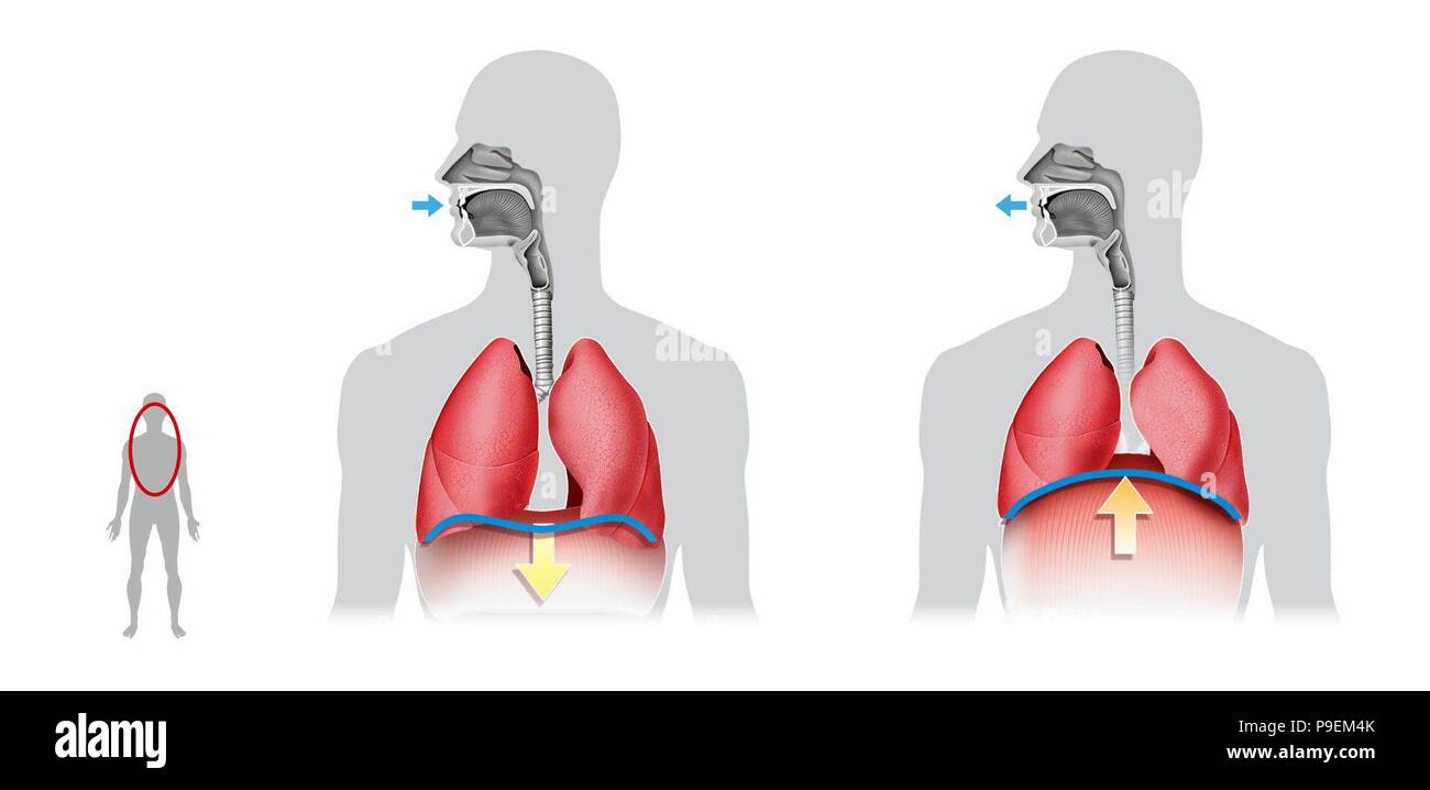 Ventilazione polmonare. L'inspirazione e l'espirazione Foto stock - Alamy