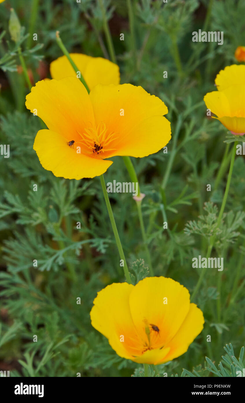 Eschscholzia californica è una vigorosa folte e diffusione annuale di 30cm, con finemente divisa blu-verde delle foglie e arancio, giallo o rosso dei fiori a 7cm Foto Stock