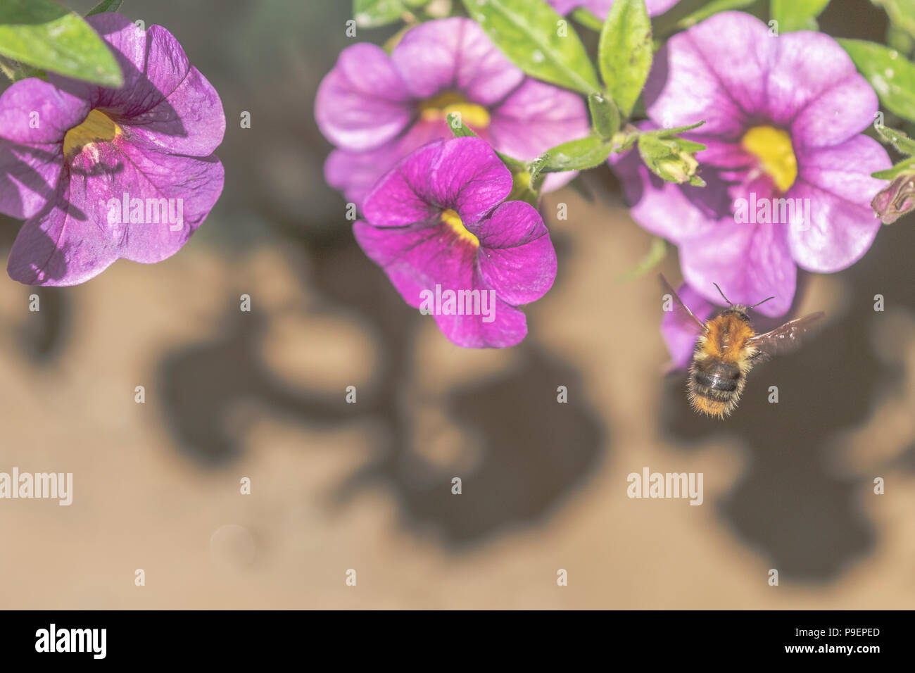 Un rosso tailed bumblebee volando verso i fiori di petunia. Foto Stock