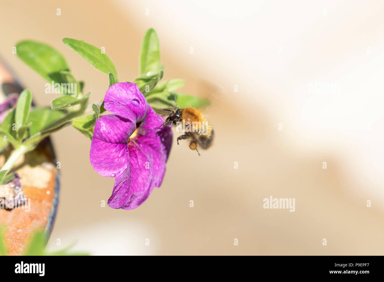 Un calabrone (UK) in volo si avvicina ad un fiore di petunia. Vi è un polline sac su una delle sue gambe. Foto Stock