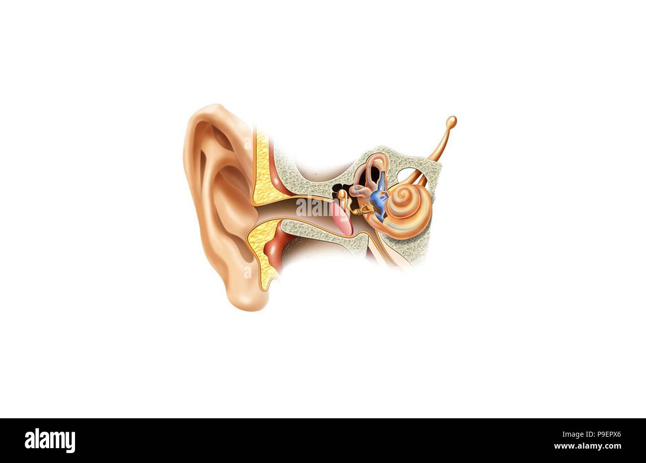 Anatomia dell'orecchio. Foto Stock