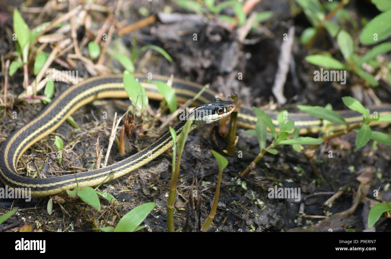 Nastro avvolto a spirale snake in Barataria preservare la Louisiana. Foto Stock