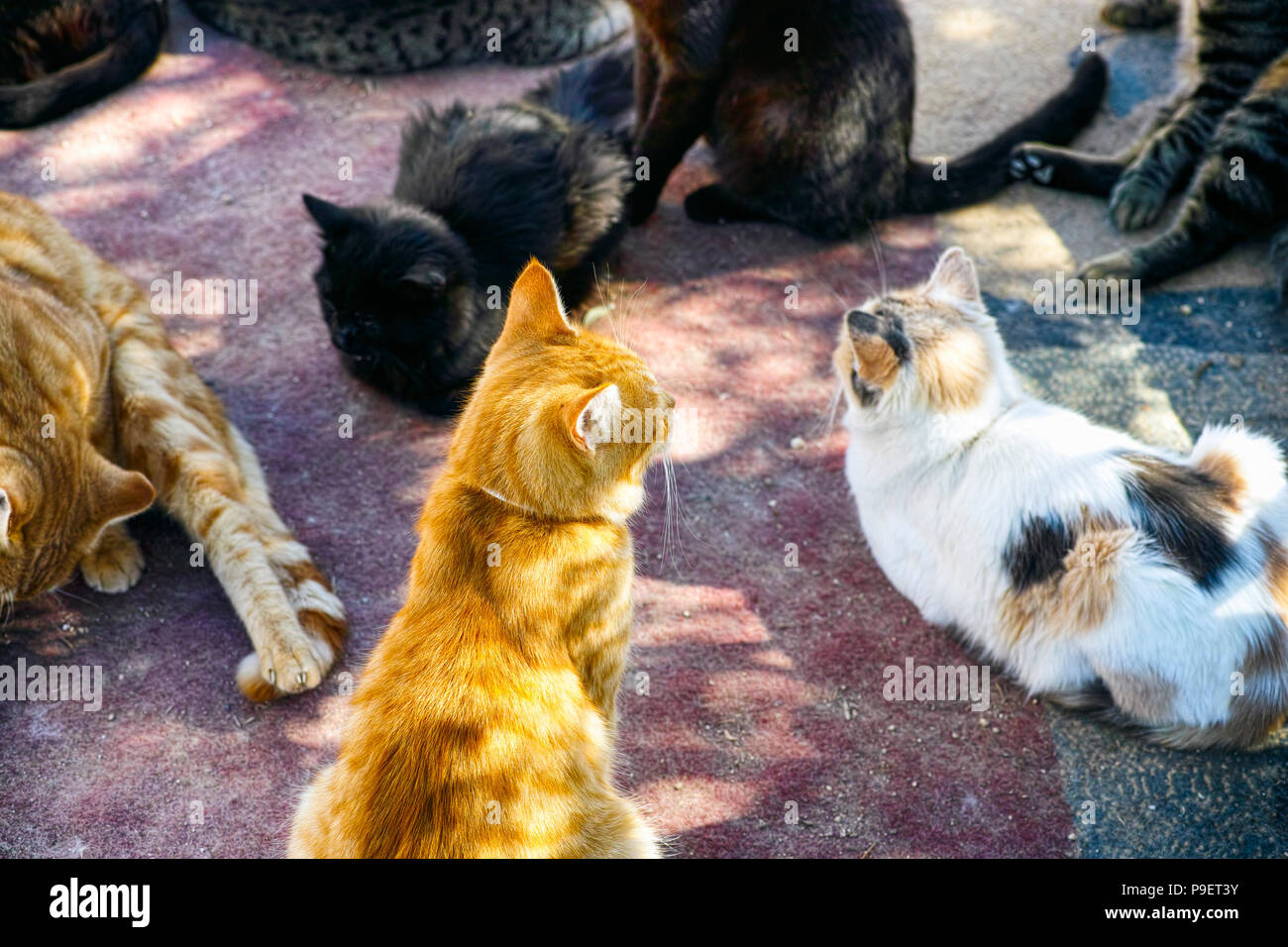 Un sacco di gatti sono posti a sedere all'esterno. Foto Stock