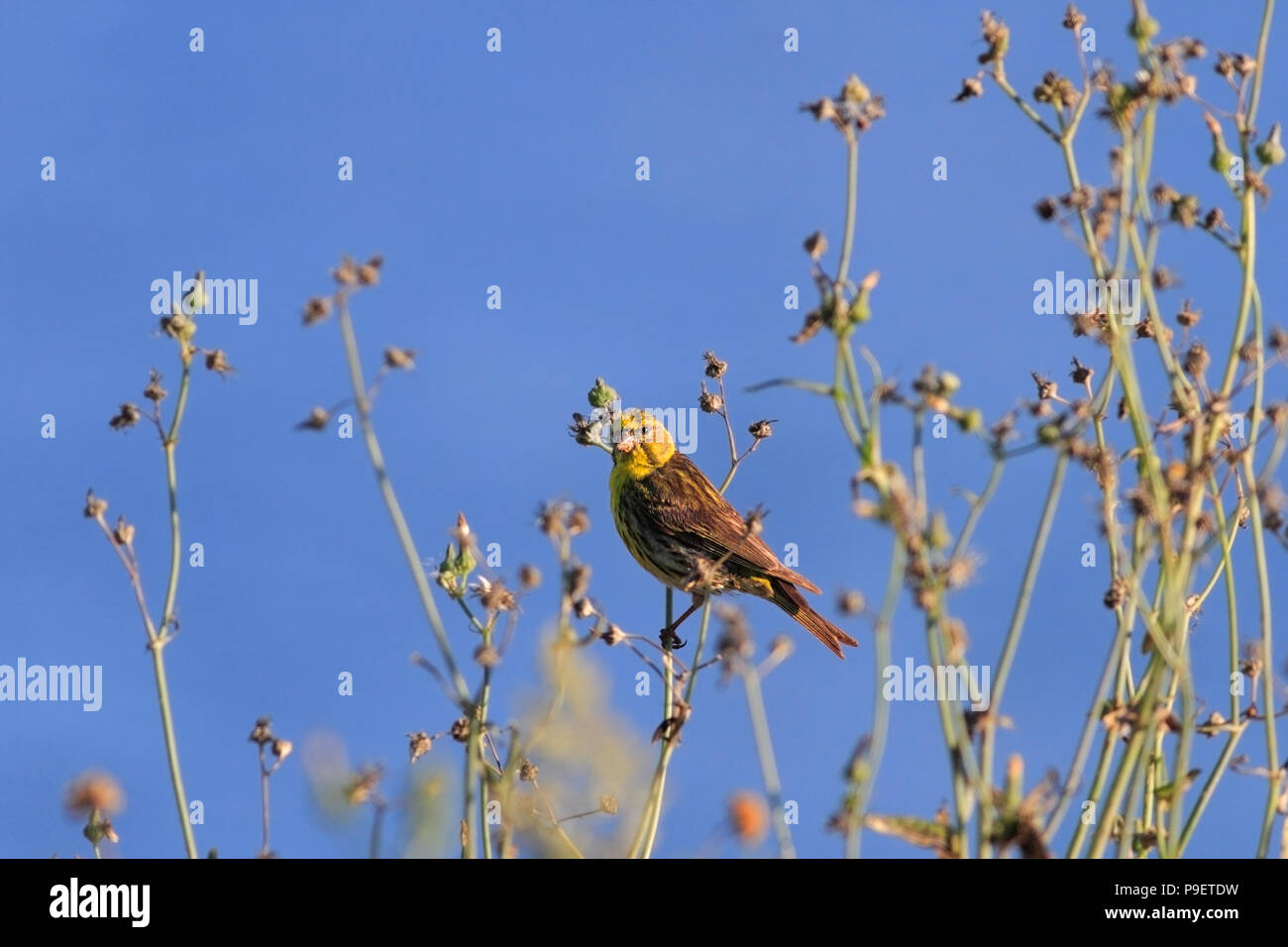 Piccolo finch appollaiato sull'erba. Il nord del Portogallo. Foto Stock