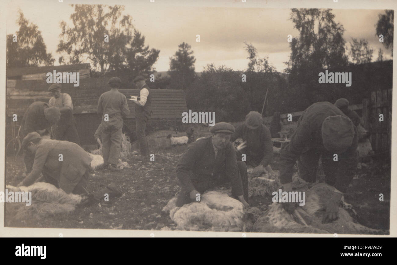 Vintage Fotografia di uomini di aggraffatura delle pecore a Calvine, in Scozia nel 1924. Foto Stock