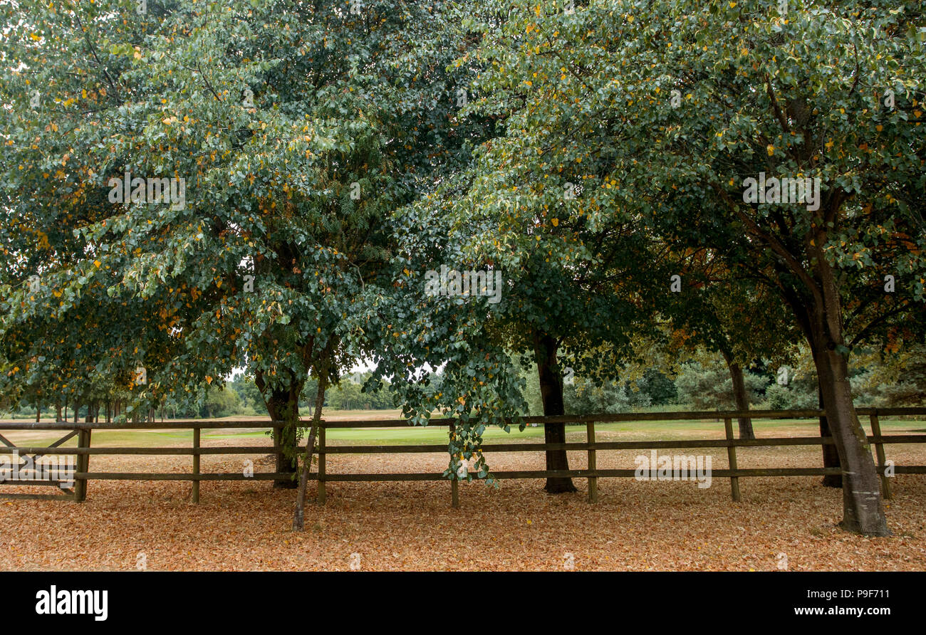 Freak meteo UK. Con il caldo torrido e prolungata siccità Madre Natura è in fermento. Questo è luglio e sembra che l'autunno. Foto Stock