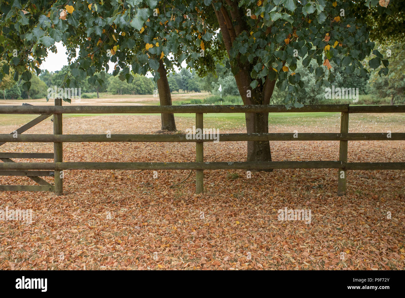 Freak meteo UK. Con il caldo torrido e prolungata siccità Madre Natura è in fermento. Questo è luglio e sembra che l'autunno. Foto Stock