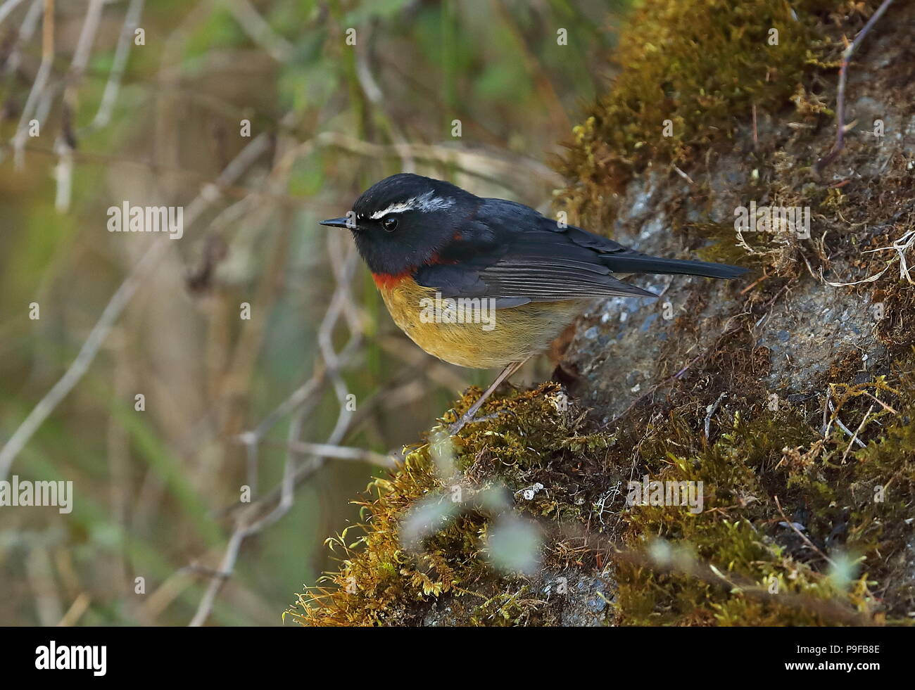 Bussola a collare-robin (Tarsiger johnstoniae) maschio adulto appollaiato sulla roccia di muschio Yushan National Park, Taiwan Aprile Foto Stock