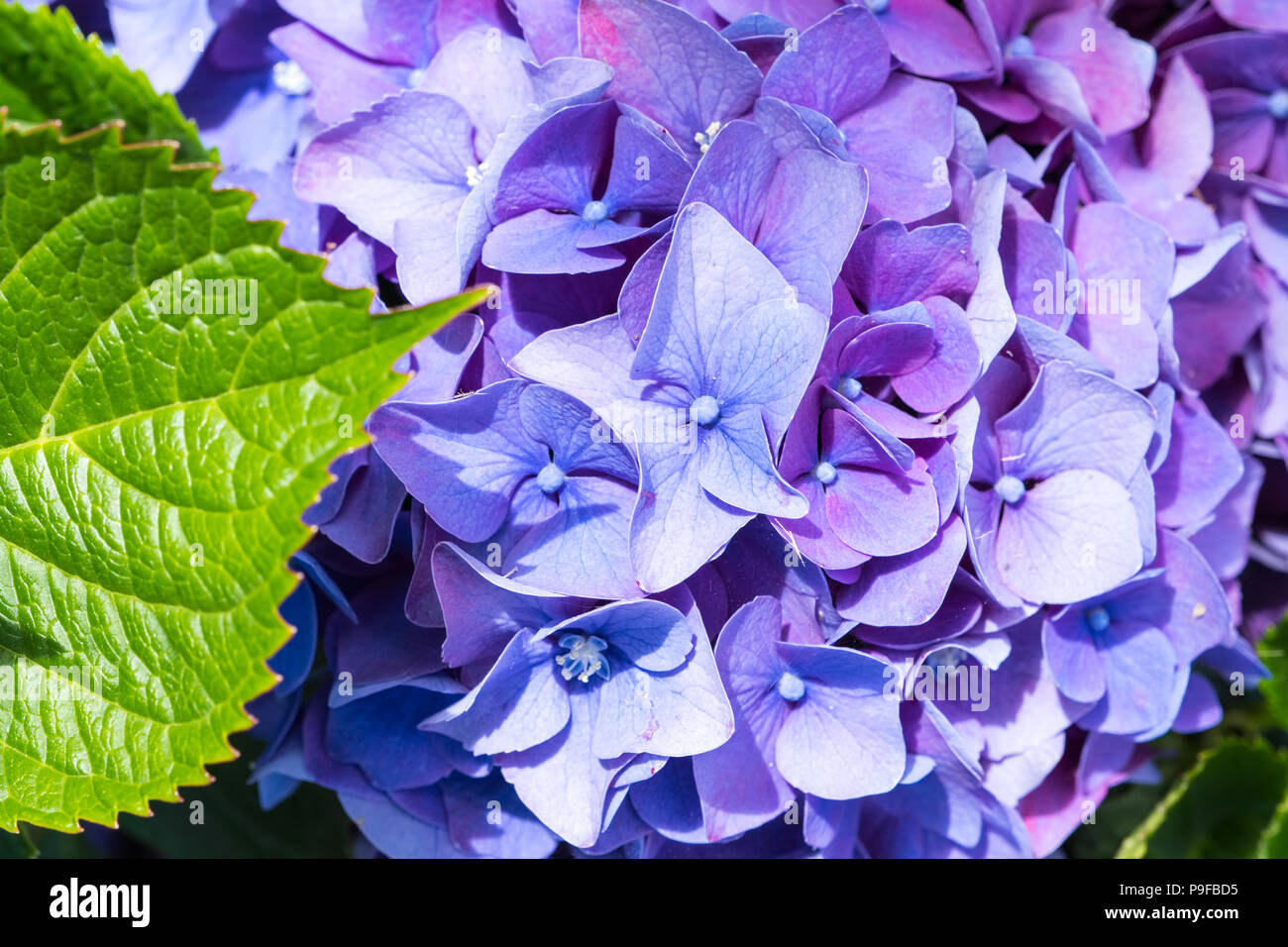 Viola Hydrangea crescente selvatici nelle Azzorre Foto Stock