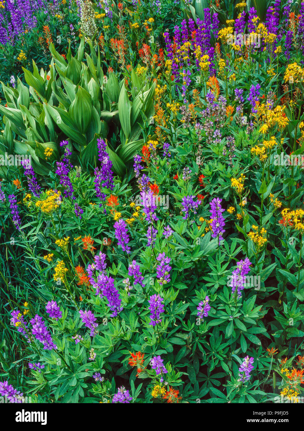 Groundsel, Pennello, Lupin, cavallo di Prato, emigrante deserto, Stanislaus National Forest, Sierra Nevada, in California Foto Stock