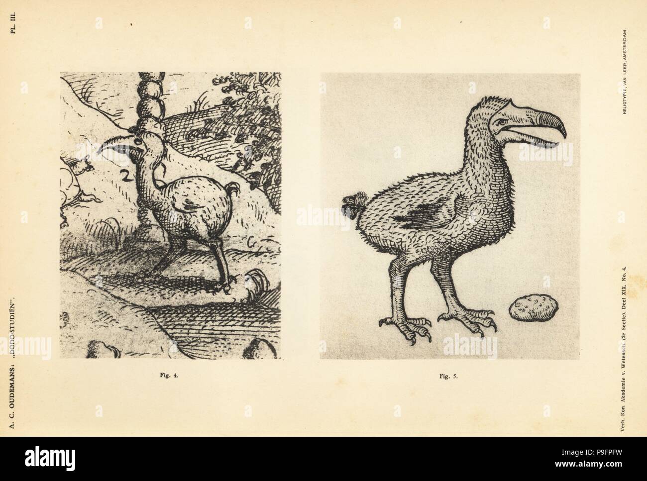 Dodo di Jacob Cornelisz van collo, femmina, 1601 (4) e Dodo di Carolus Clusius, femmina, 1605 (5). Heliotype da Van Leer dal dottor Anthonie Cornelis Oudemans' Dodo studi, Amsterdam, Johannes Muller, 1917. Foto Stock Dodo di Jacob Cornelisz van collo, femmina, 1601 (4) e Dodo di Carolus Clusius, femmina, 1605 (5). Heliotype da Van Leer dal dottor Anthonie Cornelis Oudemans' Dodo studi, Amsterdam, Johannes Muller, 1917. Foto Stock