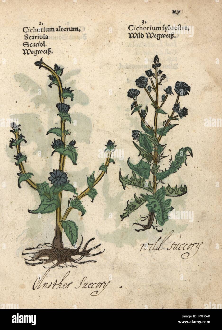 Varieta Di Cicoria Selvatica Cichorium Intybus Woodblock Handcolored Incisione Di Una Illustrazione Botanica Da Adamo Lonicer S Krauterbuch O Alle Erbe Francoforte 1557 Questo Da Un Secolo Xvii Edizione Pirata O Atlas Di