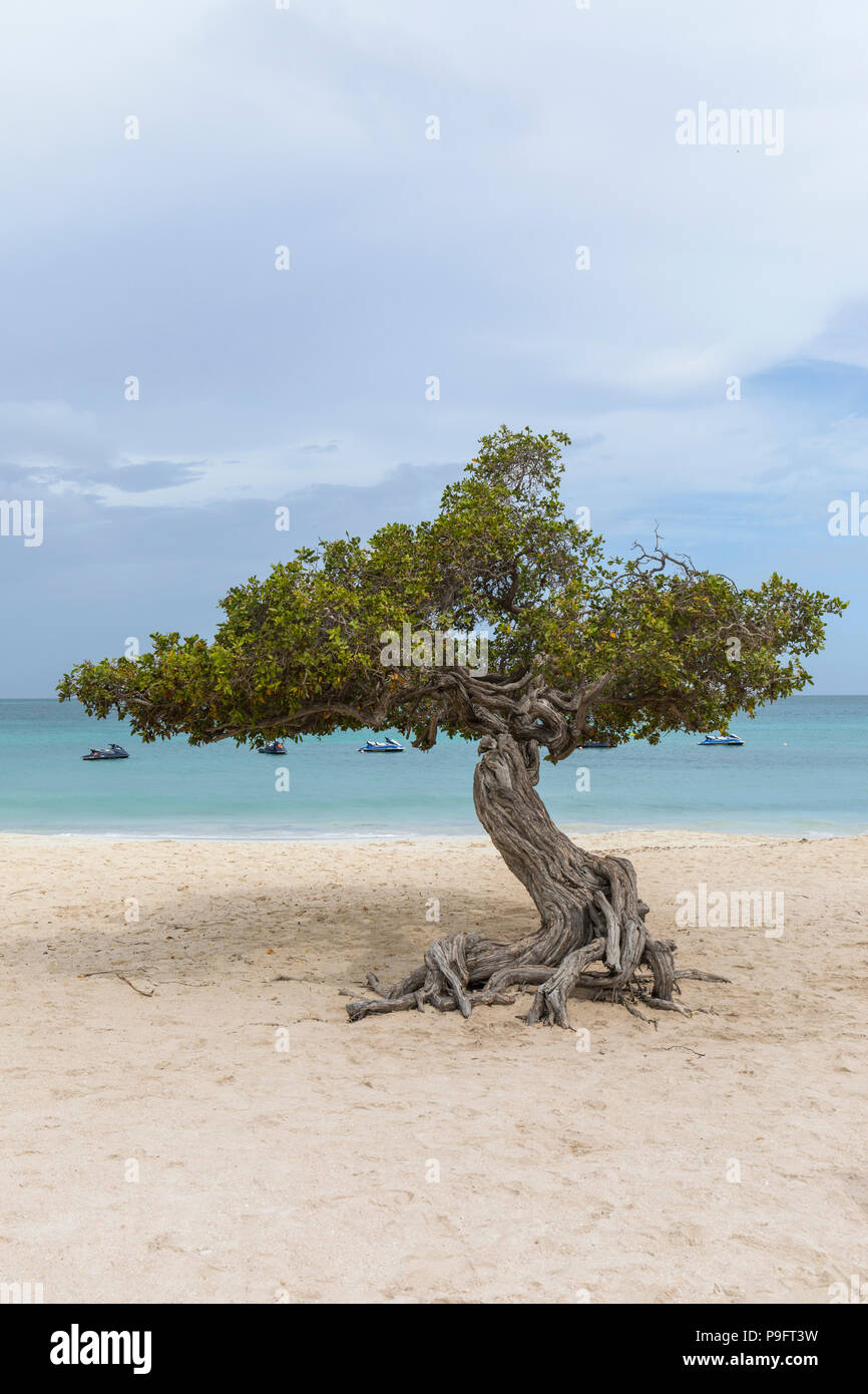 Isolato Divi Divi albero a Eagle Beach, Aruba, Caraibi Foto Stock