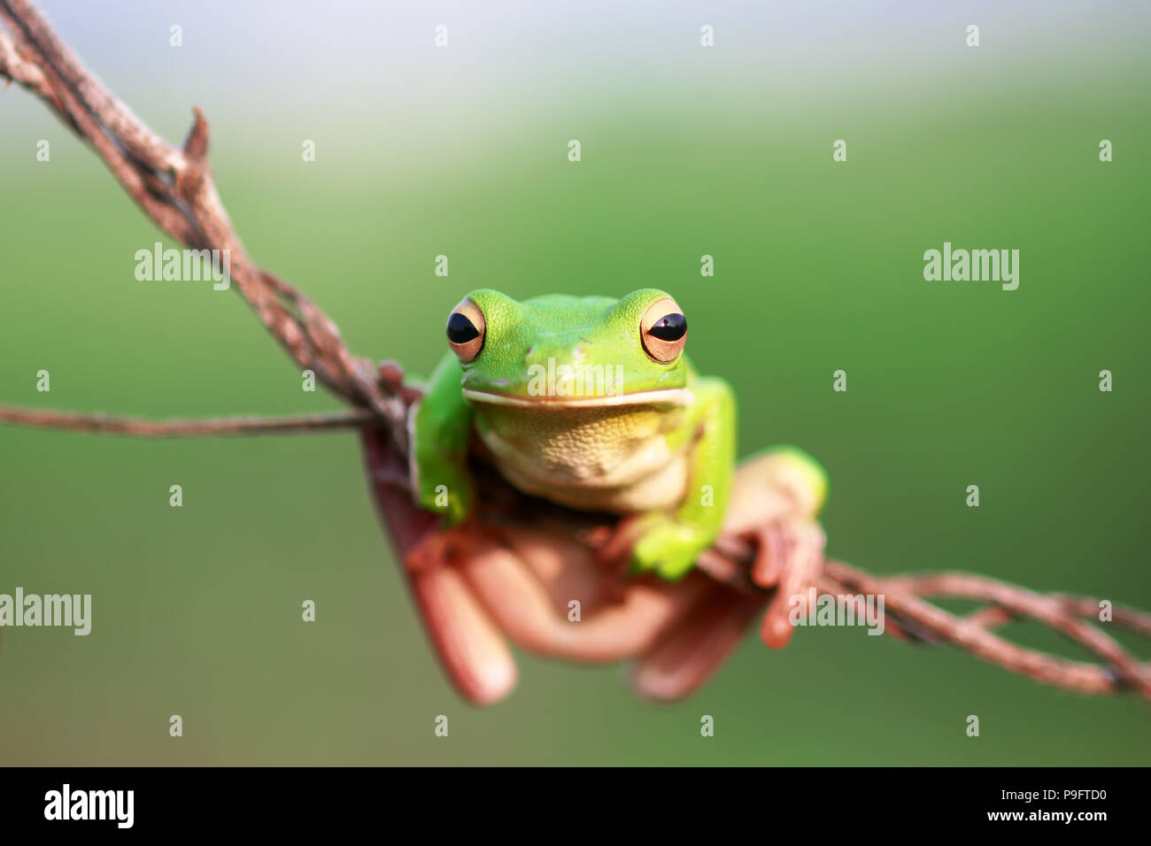 Le rane Rane di albero su ramoscelli Foto Stock
