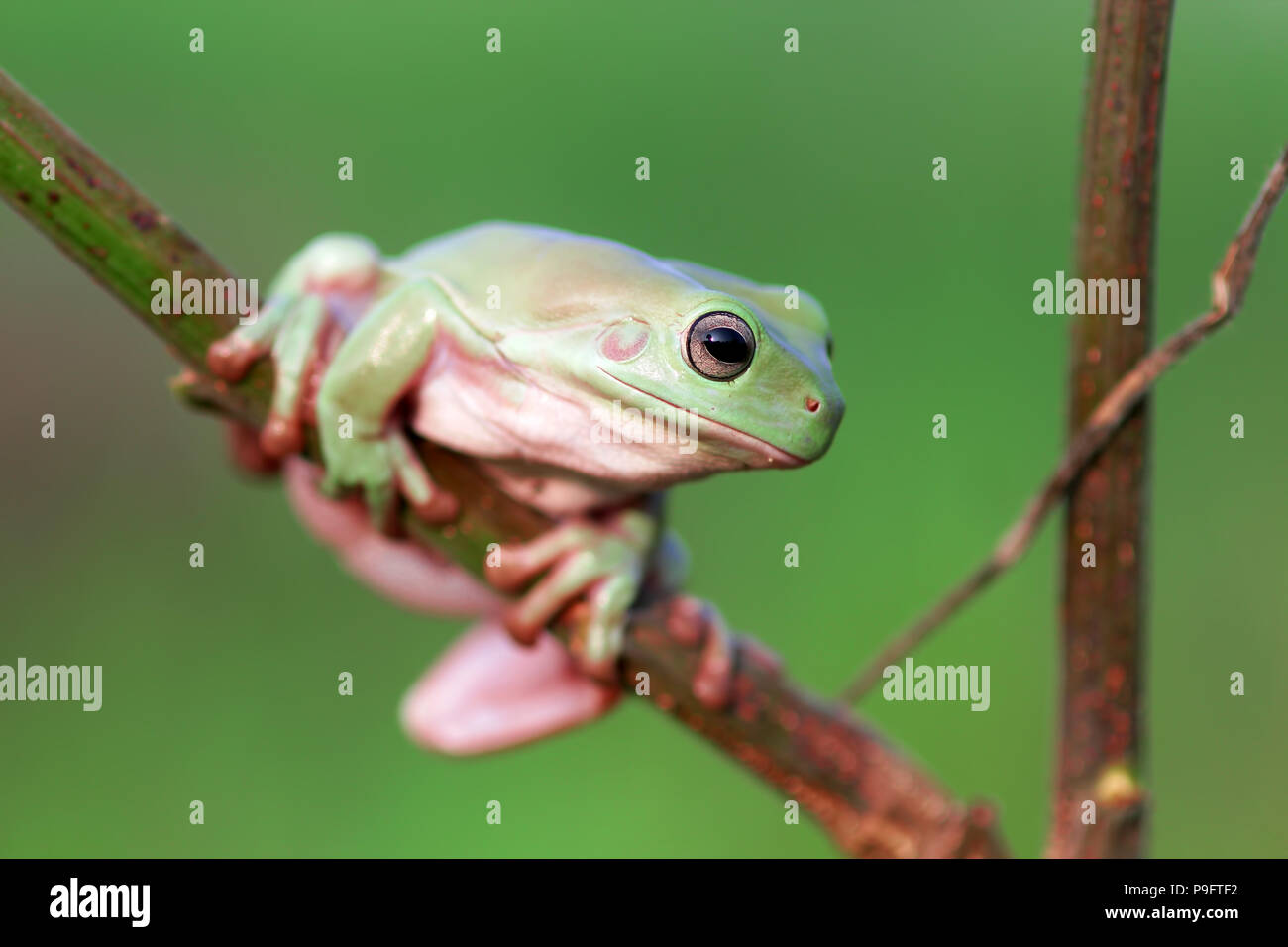 Le rane Rane di albero su ramoscelli Foto Stock