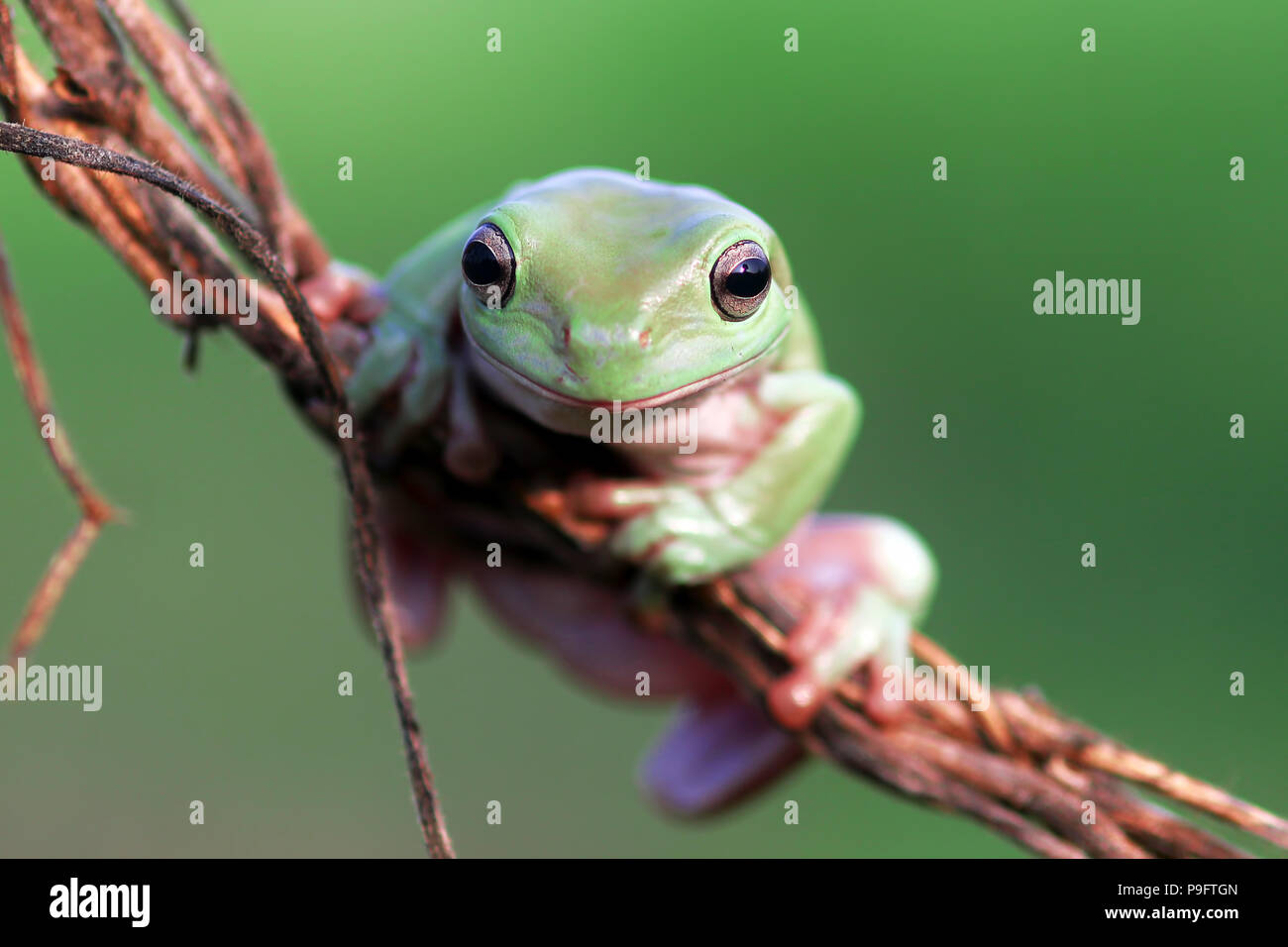 Le rane Rane di albero su ramoscelli Foto Stock