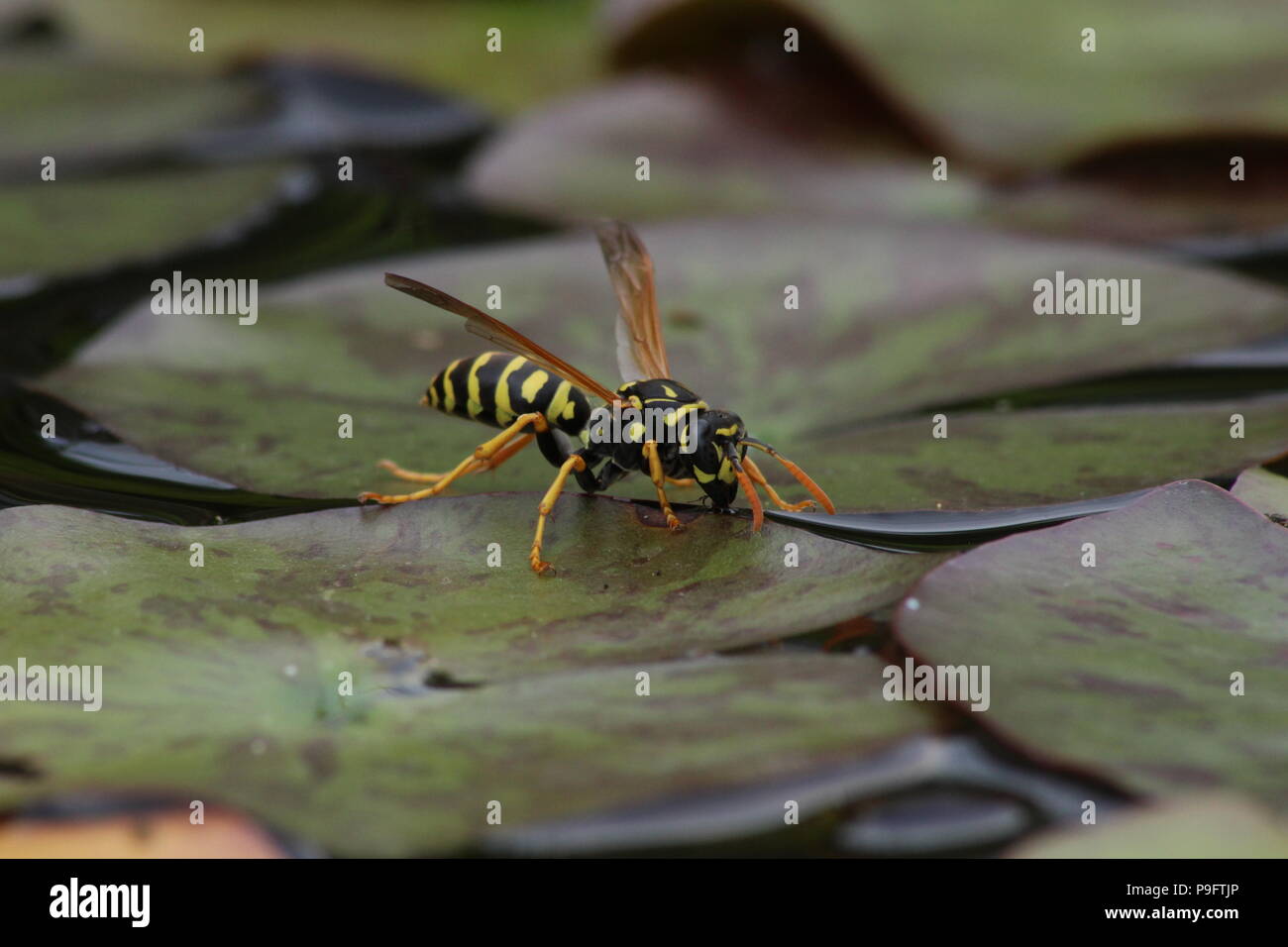 La Carta europea Wasp Foto Stock