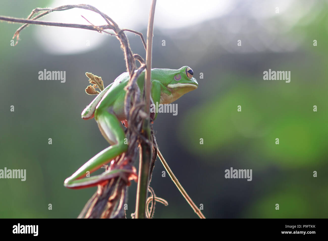Le rane Rane di albero su ramoscelli Foto Stock