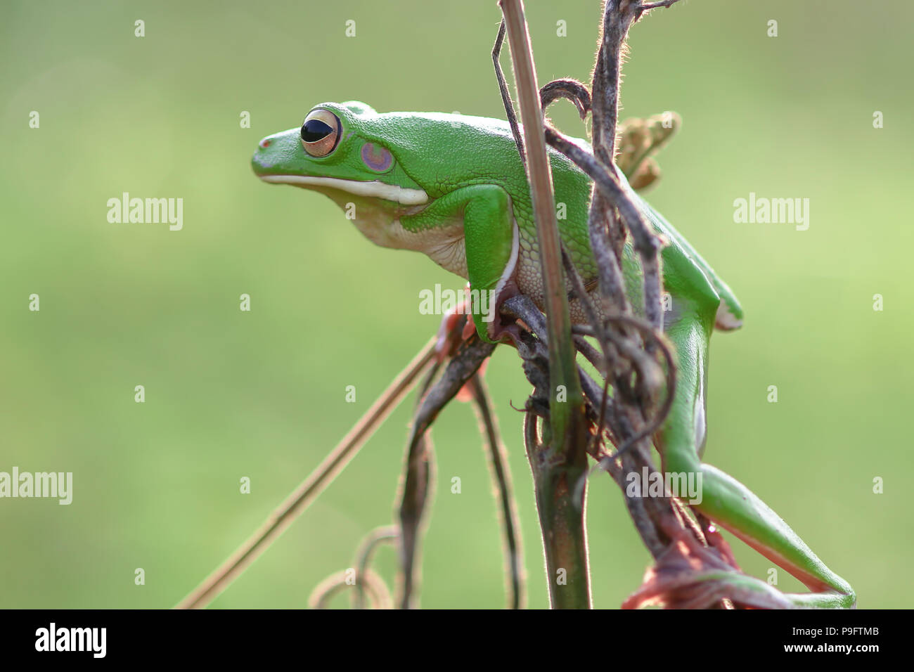 Le rane Rane di albero su ramoscelli Foto Stock