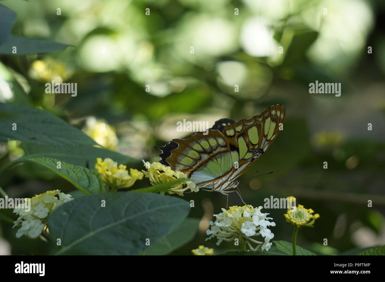 Green longwing Butterfly presso il Conservatorio Enmax, lo Zoo di Calgary, Calgary, Alberta, Canada Foto Stock
