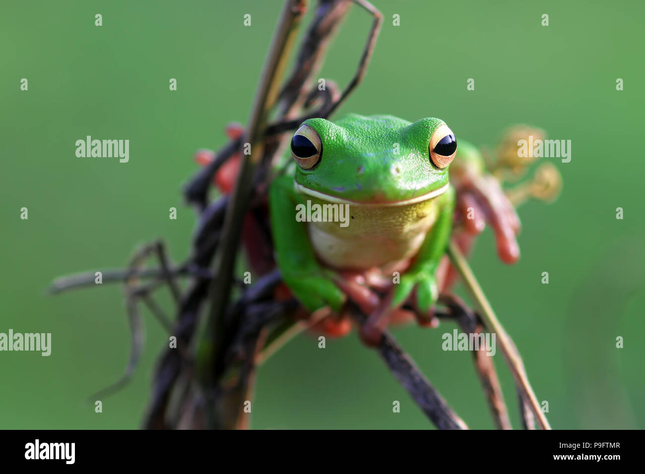 Le rane Rane di albero su ramoscelli Foto Stock