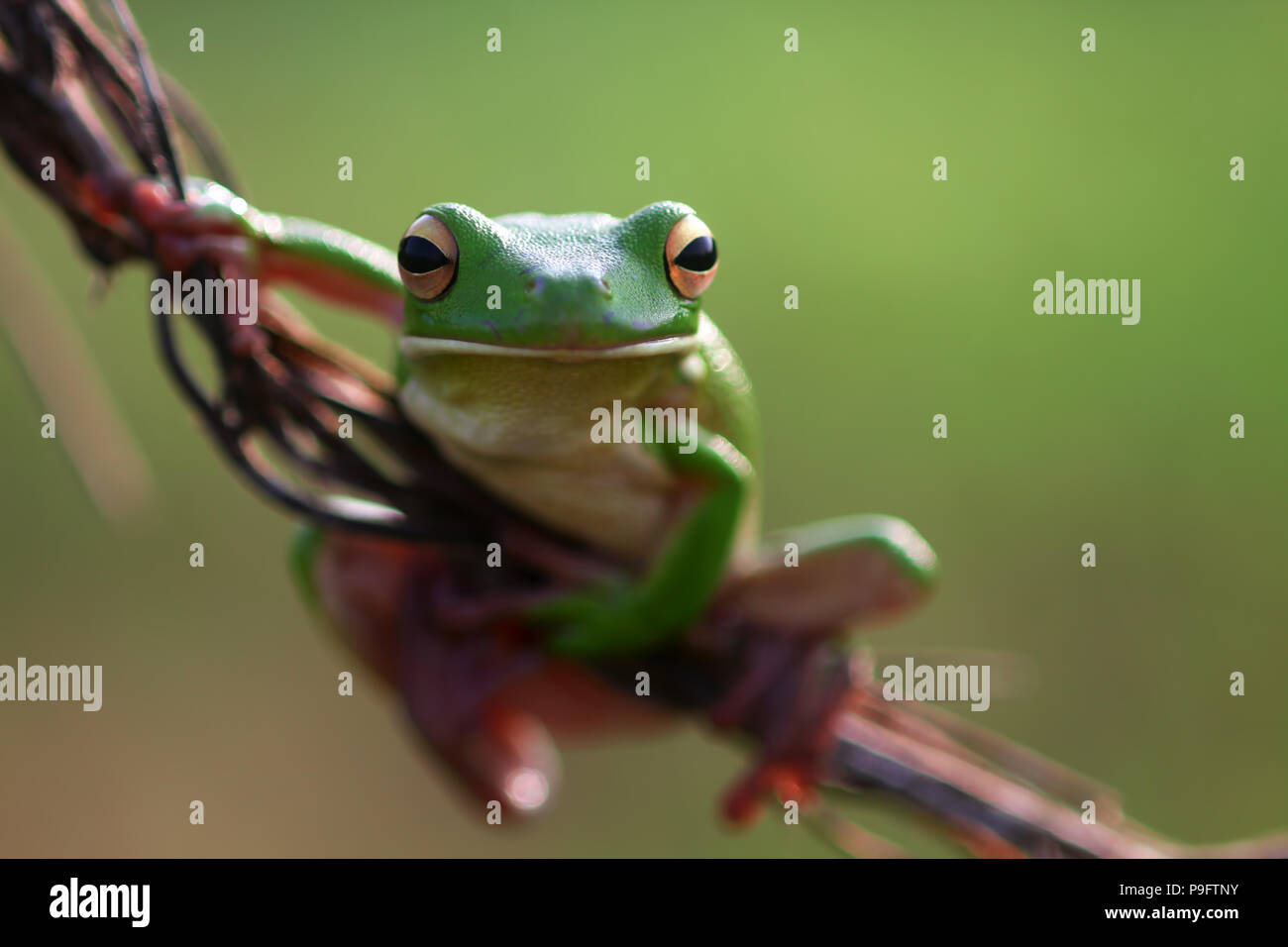 Le rane Rane di albero su ramoscelli Foto Stock