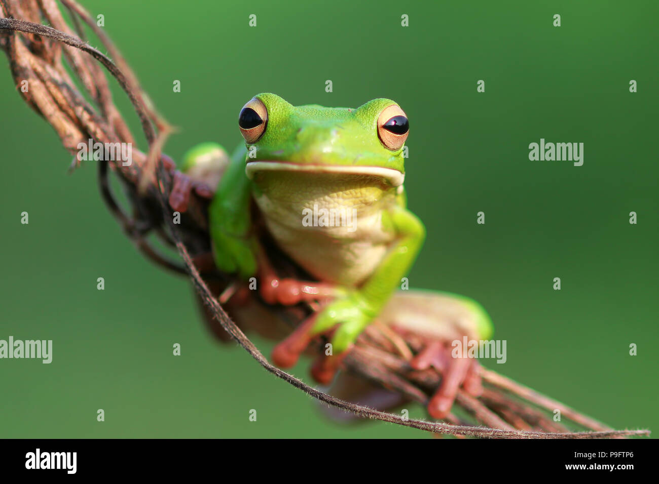 Le rane Rane di albero su ramoscelli Foto Stock