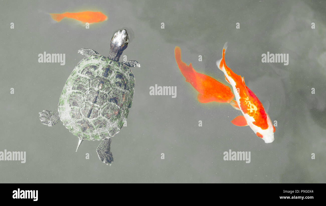 Cursore Red-Eared Turtle nuoto con goldfish pesce dorato (Carassius auratus) e carpe in un lago di stagno. Nero e sfondo bianco. Foto Stock