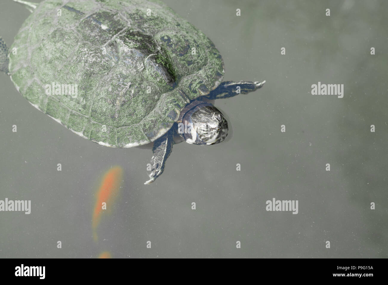 Cursore Red-Eared Turtle nuoto con goldfish pesci dorati in un lago di stagno. Nero e sfondo bianco. Foto Stock