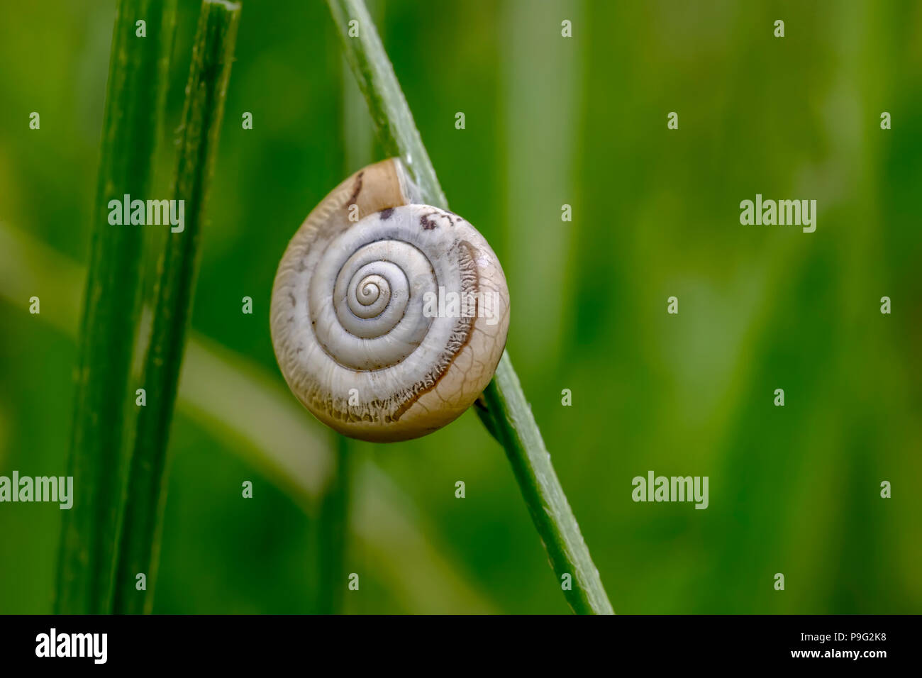 Bellissime macro della lumaca dormire in guscio sulla pianta. Sundial Shell in erba verde Foto Stock