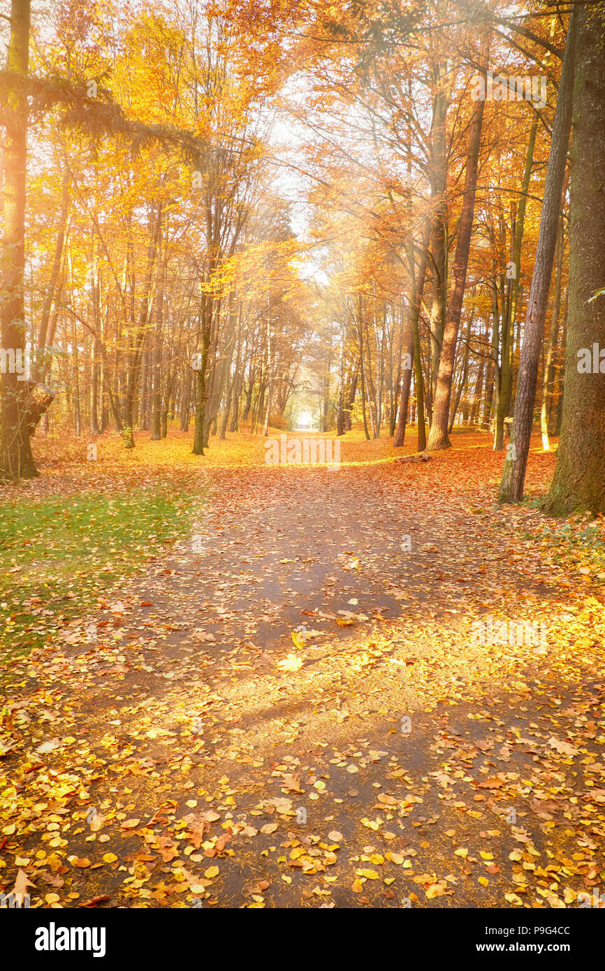 Svuotare il vicolo di Autunno nel parco, caduta verticale sullo sfondo giallo e arancio Foto Stock