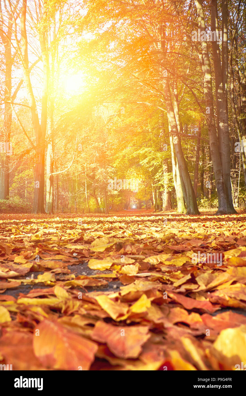 Svuotare il vicolo di Autunno nel parco, caduta verticale sullo sfondo giallo e arancio Foto Stock