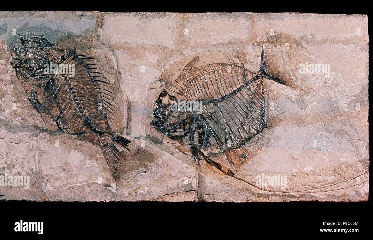 Fossile di l'Era Terziaria - EOCENE MENE RHOMBEA. Foto Stock