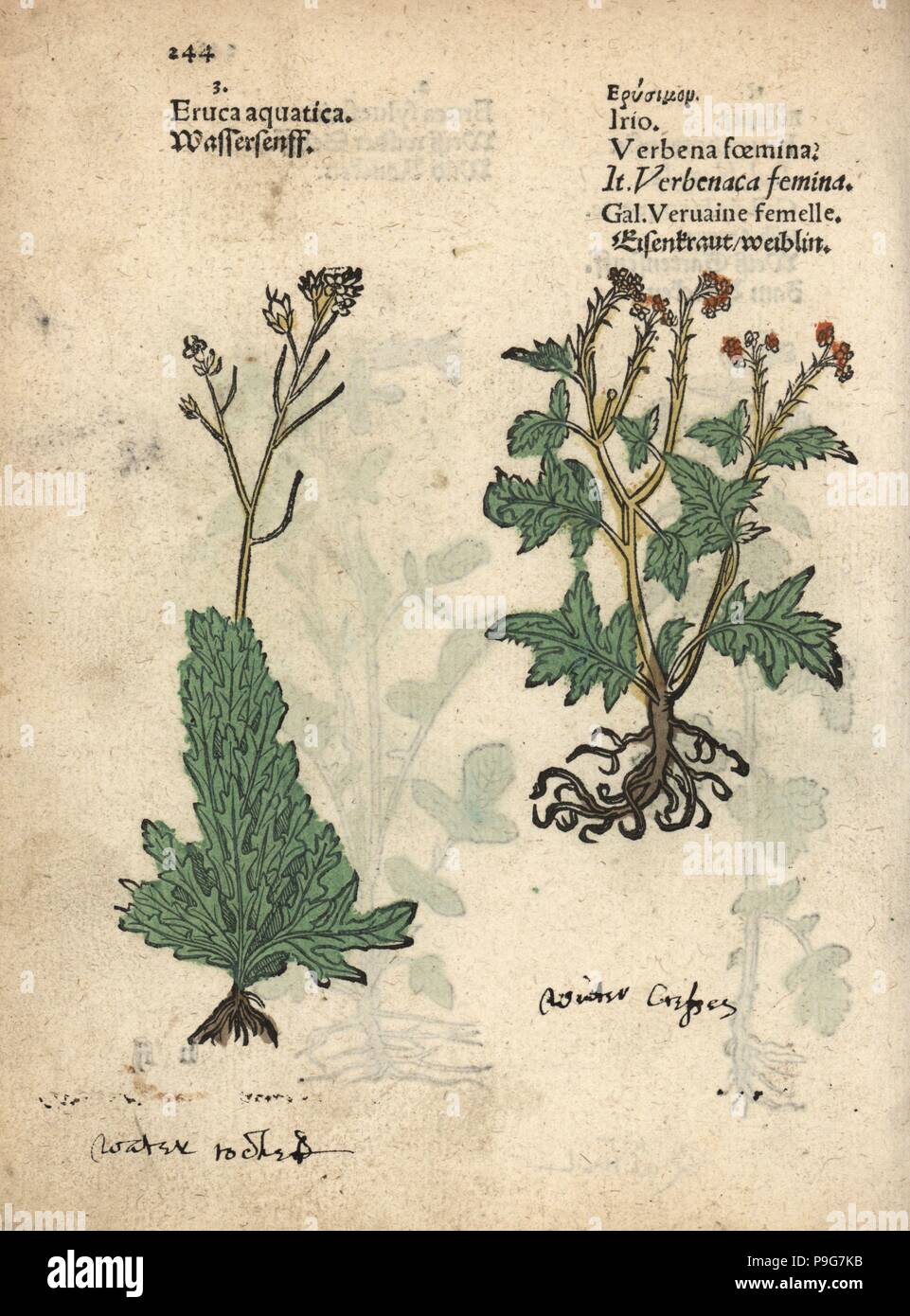 Acqua a razzo, Eruca aquatica e Londra a razzo, Sisymbrium l'Irio. Woodblock Handcolored incisione di una illustrazione botanica da Adamo Lonicer's Krauterbuch, o alle erbe, Francoforte, 1557. Questo da un secolo XVII edizione pirata o atlas di illustrazioni soltanto, con didascalie in latino, greco, francese, italiano, tedesco e nel manoscritto inglese. Foto Stock