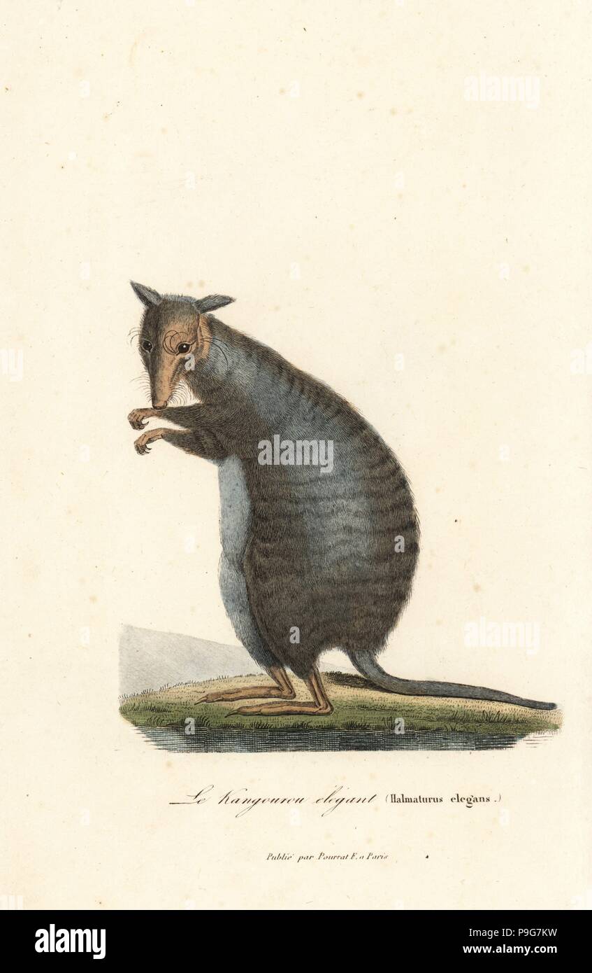 Nastrare lepre-wallaby o munning, Lagostrophus fasciatus (pericolo). Halmaturus elegans. Handcolored incisione su rame dal rene Primevere della lezione completa de Buffon, Pourrat Freres, Parigi, 1838. Foto Stock