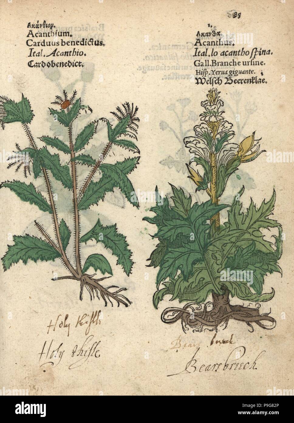 Beato thistle, Carduus benedictus, e orso calzoncini, spinosus acanto. Woodblock Handcolored incisione di una illustrazione botanica da Adamo Lonicer's Krauterbuch, o alle erbe, Francoforte, 1557. Questo da un secolo XVII edizione pirata o atlas di illustrazioni soltanto, con didascalie in latino, greco, francese, italiano, tedesco e nel manoscritto inglese. Foto Stock