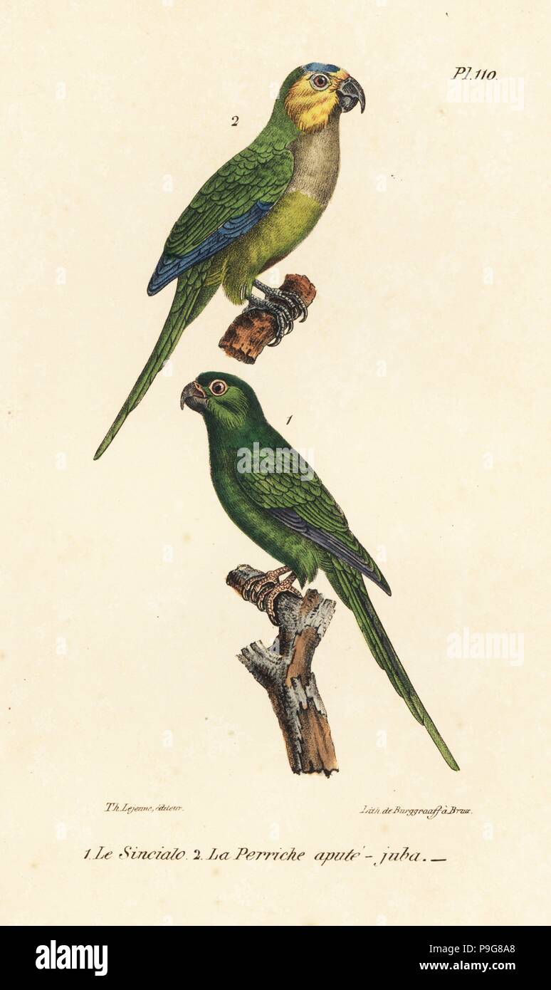 Marrone-throated parrocchetto, pertinax Eupsittula e long-tailed pappagallo verde di Sincialo, Dominica, Psittacus rufirostris. Handcolored litografia dal Th. Lejeune di opere complete di Buffon, Oeuvres completa de Buffon, Bruxelles, 1837. Foto Stock