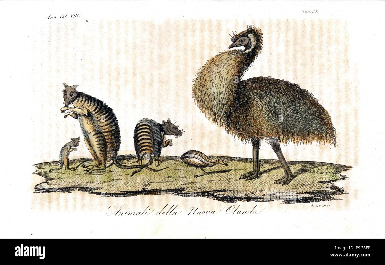 In via di estinzione nastrare hare wallaby o munning, Lagostrophus fasciatus e estinti Kangaroo Island emu o dwarf UEM, Dromaius baudinianus. Copperplate Handcolored incisi da Sasso dopo Charles-Alexandre Lesueur da Giulio Ferrario le antiche e moderne costumi di tutti i popoli del mondo, Firenze, Italia, 1844. Foto Stock